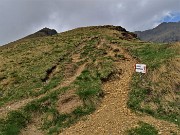 Spettacolo di fiori e marmotte sui sentieri per i Laghetti di Ponteranica – 18magg22  - FOTOGALLERY